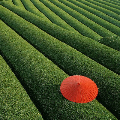 [Fields-of-Tea-China4.jpg]