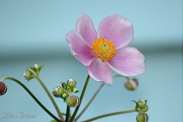 [Anemone_QueenCharlotte%255B9%255D.jpg]