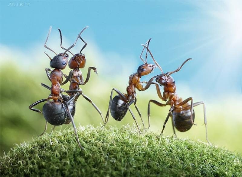 [Life-of-Ants-Andrey-Pavlov-28%255B5%255D.jpg]
