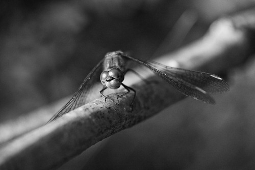 Dragonfly-2