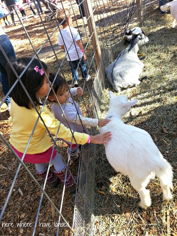 [Goats%255B3%255D.jpg]