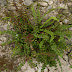 green spleenwort - Photo (c) folini, some rights reserved (CC BY-SA)