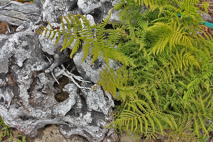 [110712_fern_and_driftwood3.jpg]
