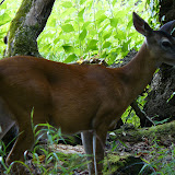 Smoky Mountains TN