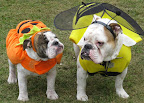 When the bee...
(Oliver and Stella)