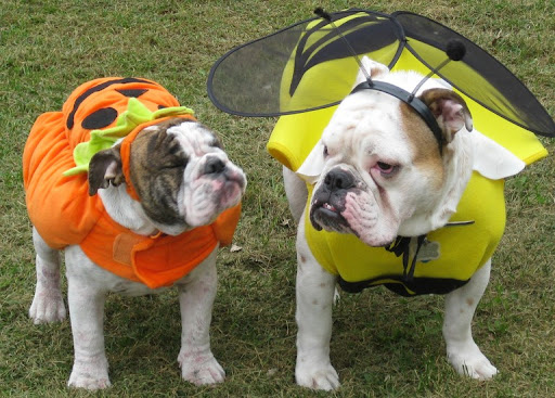 When the bee...
(Oliver and Stella)