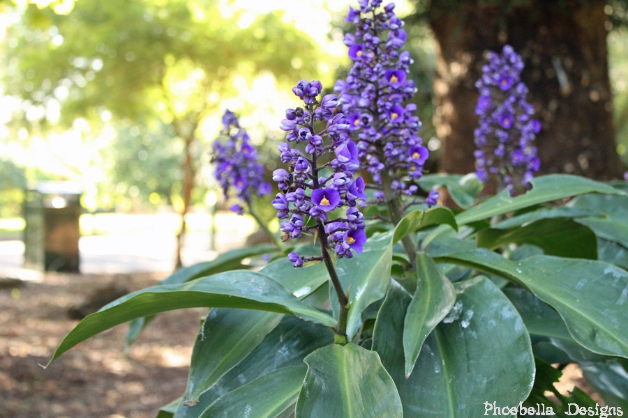 [purple1%255B3%255D.jpg]