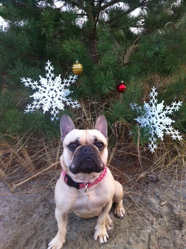 This is Carmine from Scituate, MA, sent by John L.  This is his Christmas Card photo.