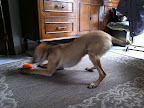 CAPITAN jugando ¡¡!!