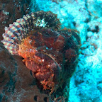 Skorpion-Fisch, Komodo