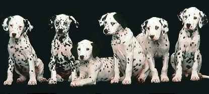 [Prickar%252C%2520hund.ch%255B3%255D.jpg]