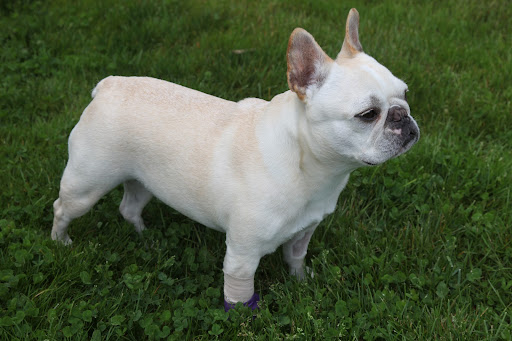 Now, let's go get into trouble.  I think I spot a squirrel over there!
