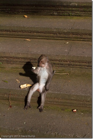 monkey monkey