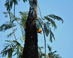 altamira oriole in nest BSP altamira oriole in nest BSP