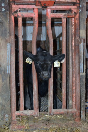 [calf%25205%2520in%2520headgate%255B3%255D.jpg]