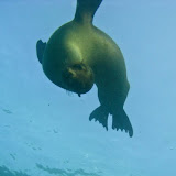 Galapagos