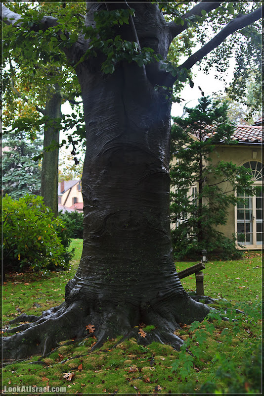 Америка 2.0 / Нью Йорк   Forest Hills (foto america  фото природа дождь и снег new york  20111019 usa ny forest hills 046 9138)