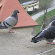 P1130133.JPG