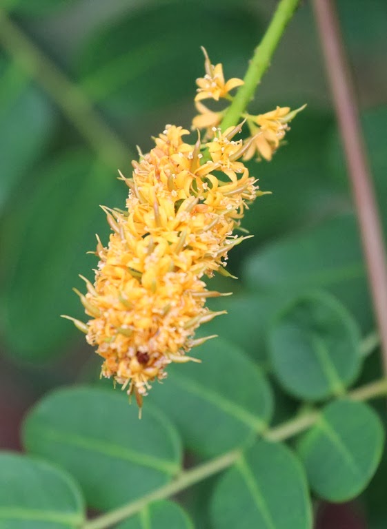 [Adenanthera-pavonina--flower4.jpg]