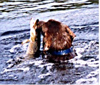 Chaco catching Northern-1.jpg Photo Chaco catching Northern-1.jpg Photo