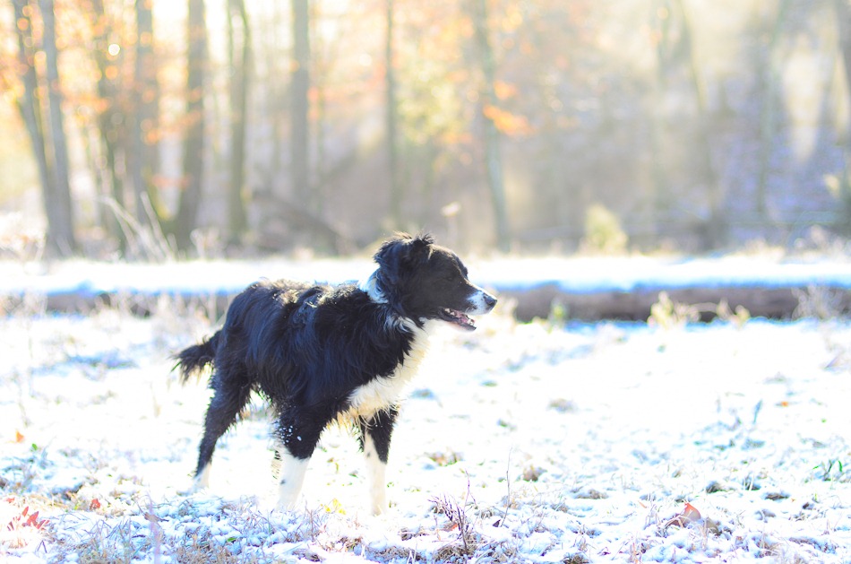 [snow%2520dog-3492%255B4%255D.jpg]