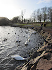 Bird Feeding at St. Margaret's Loch (5 Feb 2012)