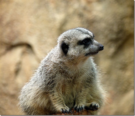 animals-worried-face-13