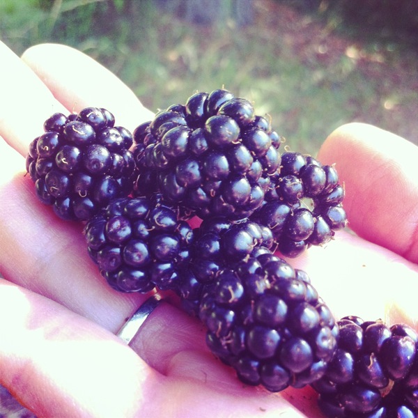berries.jpg Berries
