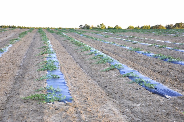 [watermelons%252011%2520%252854%2529%255B4%255D.jpg]