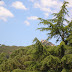 Castell de Burriac
