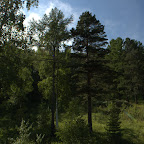 russischer Wald