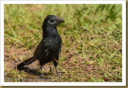 Groove-billed Ani - Crotophaga sulcirostris, 