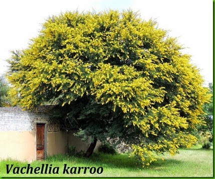 Acacia karroo 1