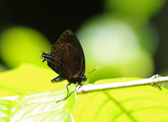 Theritas hemon (CRAMER, 1775), mâle. Pointe Maripa (Riv. Comté), 10 novembre 2012. Photo : J.-M. Gayman