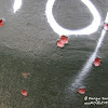 dsc00955.jpg