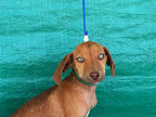 TEQUILA. Hembra 3 meses. Juguetona, amorosa, sociable, alegre, traviesa, le encanta estar libre y retozar en el sol
Adoptada¡¡!!