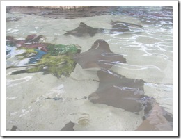 Florida vacation Sea World rays in tank swimming3