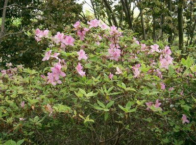 Rhododendronmacrosepalum.jpg