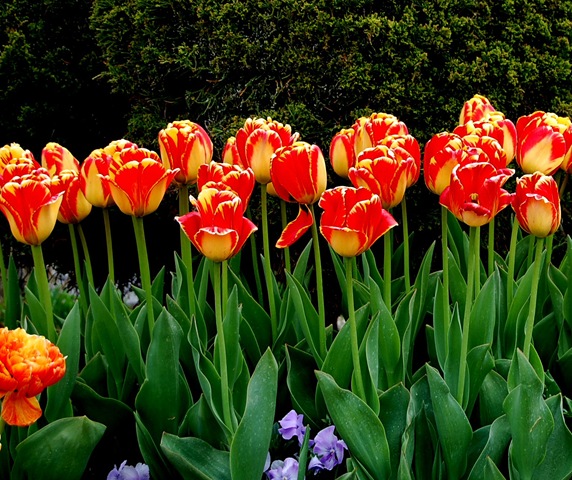 [tptulips8%255B2%255D.jpg]