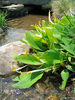 It is commonly called goldenclub and is actually native to much of the US (though, unfortunately, it is threatened or endangered in many states). Chanticleer's pond garden is more about habitat than country of origin, like the Asian woods is.