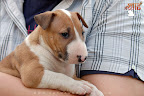 Karmacoma Suntoucher 7 weeks