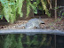 National Zoo in August