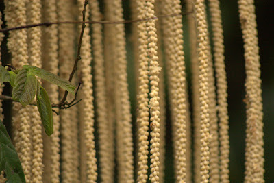 Palm Flowers