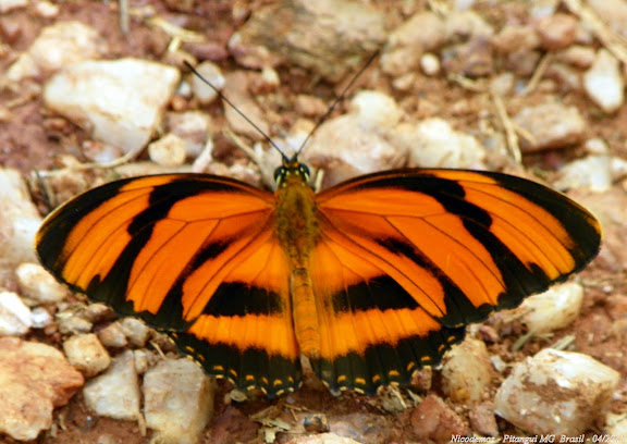 Dryadula phaetusa (LINNAEUS, 1758). Pitangui (MG, Brésil), 27 avril 2011. Photo : Nicodemos Rosa