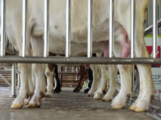 P1130940.jpg UK Farms - Goats lined up for milking