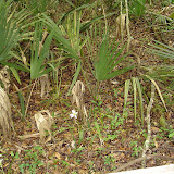 Beidler Forest 004.jpg