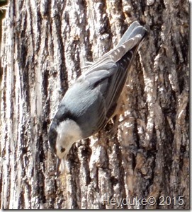 Madera Canyon White Breasted Nuthatch