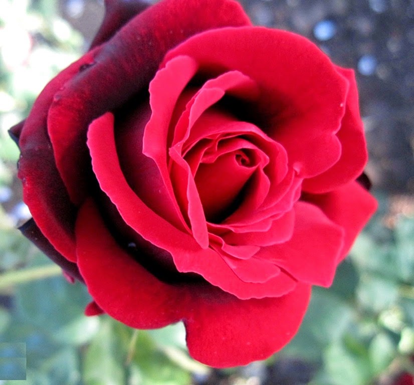 [Rosa%2520Christian%2520Dior%255B3%255D.jpg]