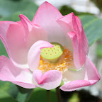 IMG_7817.JPG