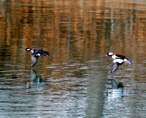 7. buffleheads-kab